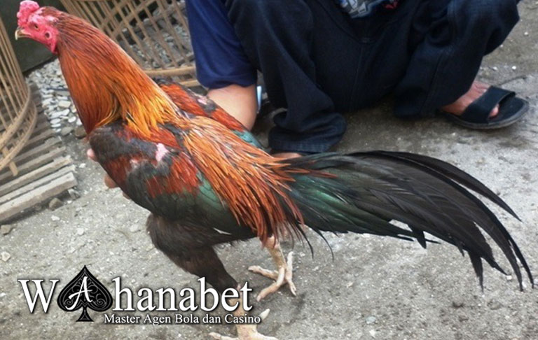 Ekor Ayam Bangkok Aduan Yang Bagus Dan Berkualitas