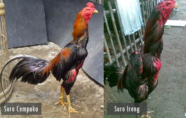 Ayam Suro Cempaka dan Suro Ireng