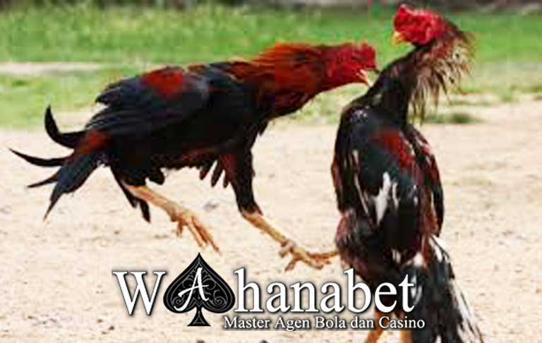 Kelebihan Teknik Brakot Ayam Bangkok